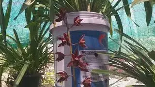 Cymbidium Devon Ore (Gordon Gibbs x devonianum), được Keith Andrew lai tạo v&agrave; đăng k&yacute; RHS năm 1992.