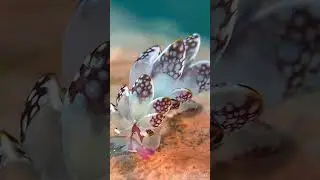 Cyerce Kikutarobabai - Sacoglossan Sea Slug