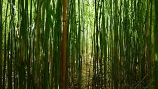 ! 🎋Relaxation Nature 1 Hour  Crackling Bamboo Forest and Rustling Leaves White Noise 🎋