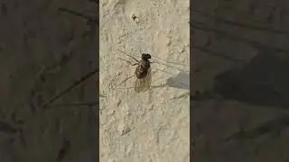 Woodpecker Fly ,long-legged fly,[Medetera species], Mouche haute sur patte, ذباب طويل الأرجل