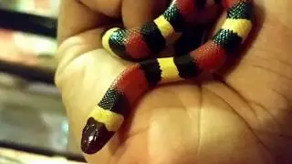 Pueblan milk snake tank setup...open to suggestions