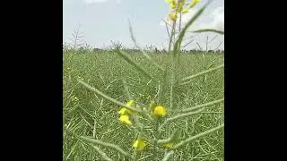 Canola: The Crop with More Sauce Than Your Stew