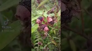 Pokok Senduduk
