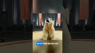 experiment humans vs Grizzly bear#mr beast#crazy #fyp