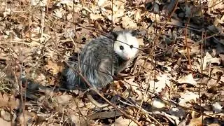 Wild Possum Up Close