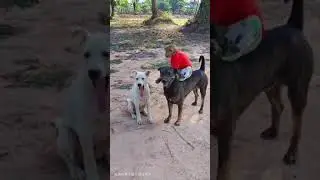 doggy ❤️ monkey friendship #shorts #funnyvideo #dogandmonkey