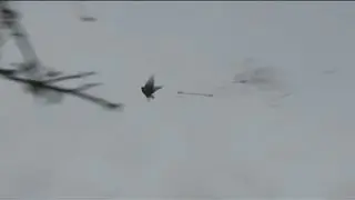 Kill of the Week 5 - Mid-Air Head Shots! (Argentina Hunt)