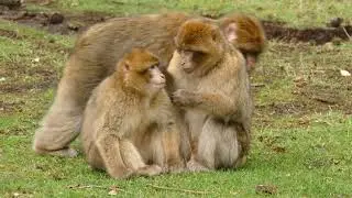 monkey | monkey funny video | copyright free video