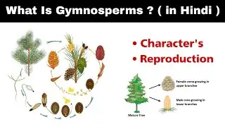 What is gymnosperms ? | Reproduction | microspore and megasopre | in Hindi