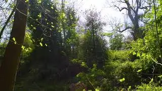 Free Sound Effects - Nature Sounds Birds (Royalty free Nature Sounds No Copyright Sound Effects)