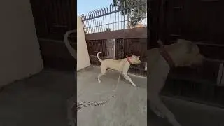 Best Dog Breed for security 