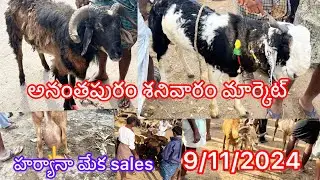 అనంతపురం శనివారం మార్కెట్  9/11/2024 | Reddy Gari Abhay | #market #viralvideos