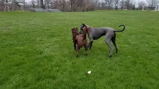 Blue great dane and chocolate lab playing 'chase me'
