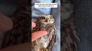 A kind girl saw a lost baby owl and took it home to care for it and then #owl #babyowl #animals
