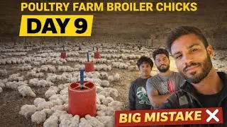 Poultry Farm Day 9 | Night Light Effect, Feed Finish & Management Mistake 