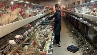 Raising Chickens For Eggs | Collecting Chicken Eggs | Food For Egg Laying Chicken | Part 32
