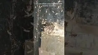 black crazy ant colony vs yellow crazy ants colony camparison