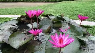 Beautiful Home Garden at VILLAGE #nepal 