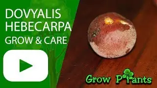Dovyalis hebecarpa - grow, care & harvest (Ceylon gooseberry)