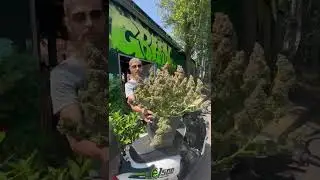 Cannabis Ernte bei Green Galaxy 🌱 | Growshop Dortmund #cannabisdaily