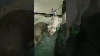 #cat #pets #humor #threecats #catvideos
