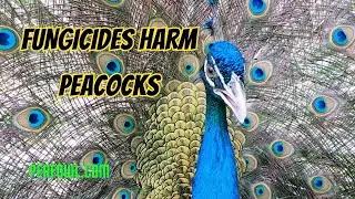 Фунгициды вредят павлинам, Peacock Minute, peafowl.com