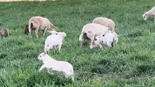 These lambs are spring loaded!