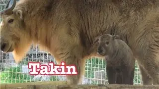 Golden Takin Calf 💛 baby girl Mei Ling and family 🌟 San Diego Zoo
