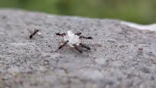 Ant Zooming: Army Ants Eating Sugar | Macro Zoom Video - Kamal Macro World