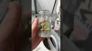 КЛОН ВЕНОМ ПИНК ИЗ ТАИЛАНДА😃 #plants #алоказия #веном #цветы #таиланд #клон #веномпинк #venom