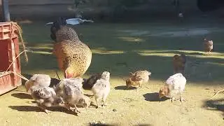 #chicken 