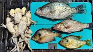 Backwater BONANZA!- Bullfrog & Bream Catch n’ Cook!