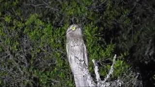URUTAU, M&Atilde;E DA LUA, AVE GENUINAMENTE NORDESTINA.