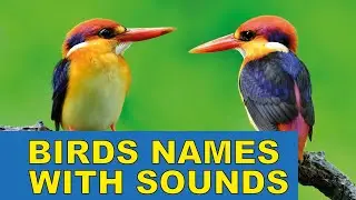 Birds Names and Sounds for Kids | Birds Identification in English | Kids Learning Factory