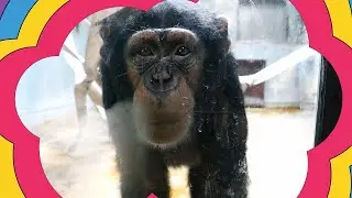 ギンジ君９歳の誕生日、みんないっしょ！（Ginji's 9th birthday, everyone together!）　八木山動物公園　チンパンジー　202204