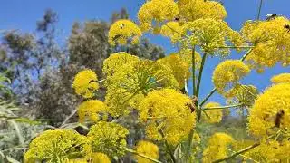 &Ccedil;akşır (Ferula hermonis )
