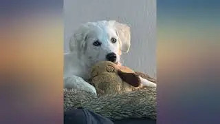 SmartPetLove Snuggle Puppy Heartbeat Stuffed Toy - Pet Anxiety Relief and Calming review