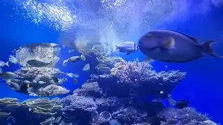 Eilat's Coral World Underwater Observatory