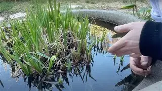 В моём пруду выросли какие-то странные животные... (Прямая трансляция)