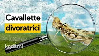 Invasione di cavallette in Sardegna: da dove vengono e perch&eacute; sono ovunque