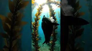 Graceful Sea Animals 🐠 Calm Ocean World