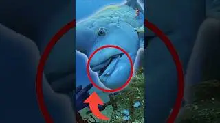 Strangest Fish Ever The Asian Sheepshead Wrasse  #animalshorts  #funfishfacts