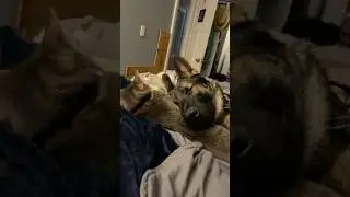 Never thought this day would come just a cat and dog cuddle party #cuddlekittens #cutedog #cutecat
