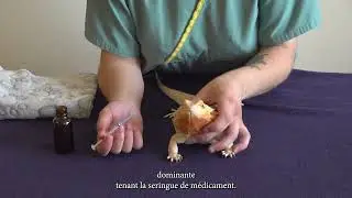 Comment administrer un médicament par voie orale à un lézard?