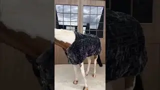 Кайф для глаз | #shorts #viral #trending #sports #pets #horse #amazing #music #eguestrian