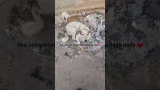 Dog's ❤️#dog #dogs #dogshorts #dogloversdog #animals #help #subscribe #life #streetdogs #puppies