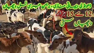 January 15, highest milking cow market information || jursi brahman sahiwal cholistani Gaye mandi 