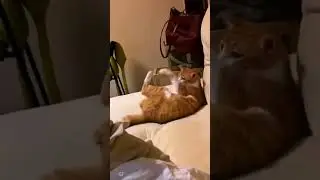 #funnyshorts #fanyanimals #animals #memes #животные