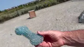 JQCUJQA Dog Squeaky Bone Chew Toy, Our Dogs LOVE This Squeaky Dog Toy!