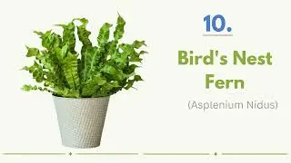 14 Must Have Bathroom Plants | Freshen Up Your Space!